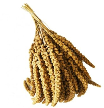 Spighe di panico 1kg, Snack per Uccelli Esotici, Cocorite, Pappagallini, Inseparabili, Canarini e Cardellini, Antistress da Gabbia