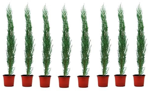 Pack Cipreses Naturales para Exterior, Ciprés Mediterráneo,Ciprés común, Altura Aproximada 40/60 cm- C14 (8 Unidades)