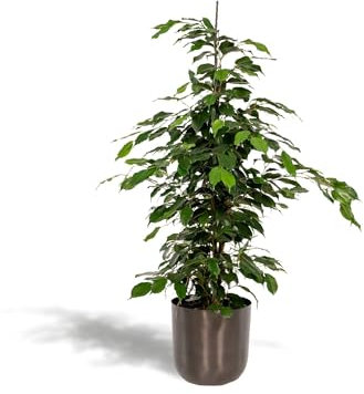 Ficus benjamina Danielle - Ø21cm - 95cm + Topf Mayk Lead