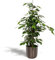 Ficus benjamina Danielle - Ø21cm - 95cm + Topf Mayk Lead