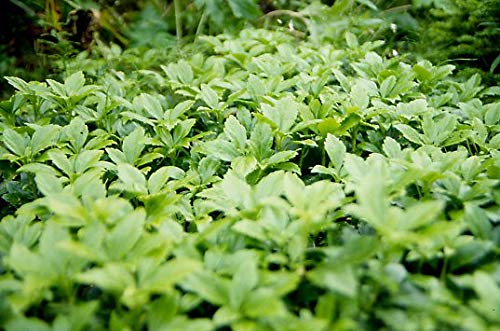 100 x Pachysandra terminalis 'Green Sheen' (Winterhart/Staude/Bodendecker/Mehrjährig/Stauden/Immergrün) Dickmännchen - Glänzende Eleganz für schattige Beete - Laubschlucker - von Stauden Gänge