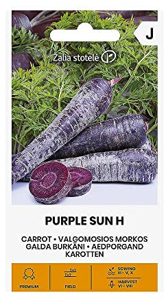 Zalia stotele | SUN PURPLE ZANAHORIA H des Seeds | Semillas de hortalizas | Semillas zanahoria | Semillas de plantas | Semillas de jardín | 1 paquete