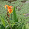 3 pcs Canna Lily Zwiebeln, Canna Knollen Kaufen Frische Blumen, Gartendeko Für Draußen, Canna Indica Pflanzen Deko Frühlingsblumen Zwiebeln Balkonblumen, Stauden Winterhart Mehrjährig