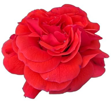 Rose Plants, Patio Rose 'Mother's Day', 1 x Full Plant in a 5 Litre Pot, Roses, Garden Ready, Ready to Plant, Premium Quality Shrubs