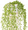 Senecio Herreianus | Evergreen String of Beads | Potted Hanging Office Plant