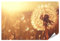 islandburner XXL Bild Poster Pusteblume im Sonnenuntergang Lichtspiel für Wohnzimmer Naturfreunde Wellness-Spa Premium Bilder Fotodruck