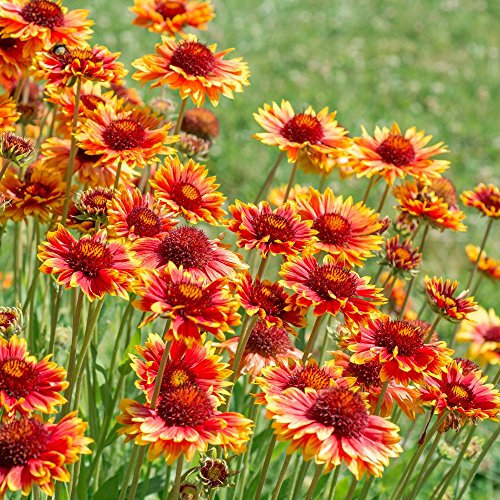 Graines de Gaillarde vivace - Gaillardia aristata - 300 graines