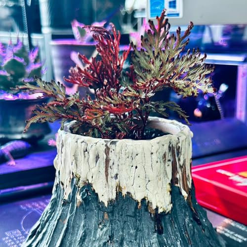 2 Pcs Rose Da Jericho Comprare Cipolle - Piante Resistenti Invernali Per Balcone, Piante Da Appartamento Grande - Selaginella Tamariscina - Decorazione Soggiorno, Piante Pervincenti