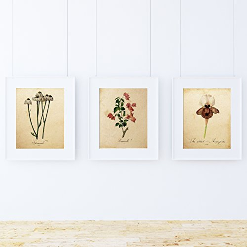 Bilderset BOTANIK. Poster mit Botanikillustrationen. Bilder zum Einrahmen mit Naturillustrationen. Innendekoration. Hochwertiges Papier 250 g/qm - Pack Air