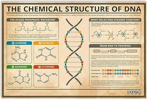 FJQWKLF DNA Knowledge Aluminium-Metallschilder, Retro-Poster, Klassenzimmer-Wand tion, die chemische Struktur von Postern, Klassenzimmern, Lehrerbüros, Metallplakette, Raum tion, 30,5 x 40,6 cm