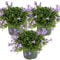 Bloomique - 3er-Set - Campanula Ambella Lavender - Glockenblume - Bodendecker - Gartenpflanzen - Winterhart - Tierfreundlich - 10-20 cm Hoch - Topf 10,5 cm