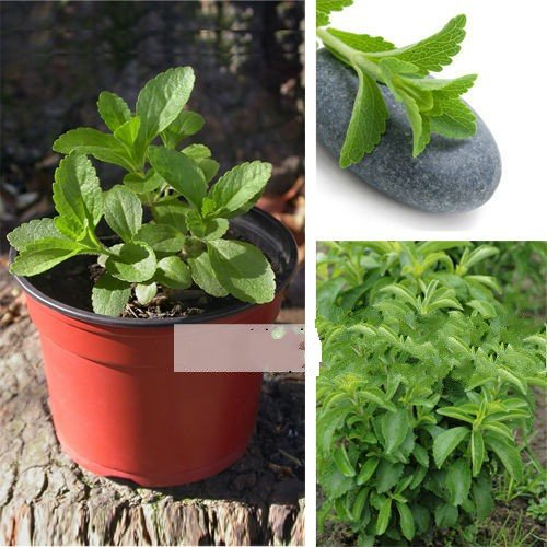Semi di vaniglia con semi di stevia rebaudiana con semi di tè balcone per Fiori 30 semi/confezione
