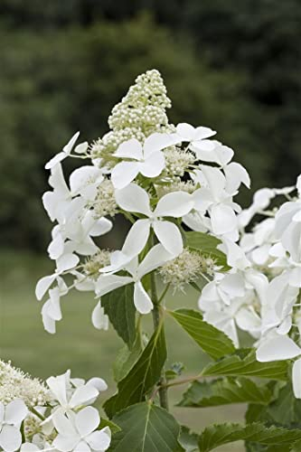 Hydrangea paniculata 'Kyushu' 80-100 cm – Winterhart, Mehrjährig, Pflegeleicht – Rispenhortensie – Zierstrauch für Garten & Beet