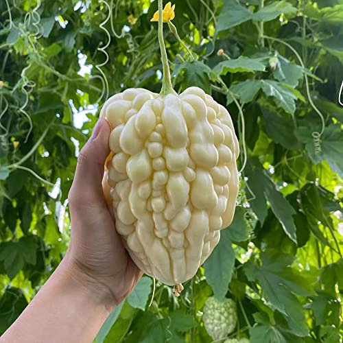 300 Stück bittermelone frisch bio samen Momordica charantia - Seltene Pflanzen serie - alte gemüsesorten samen dachbegrünung gemüse pflanzenkübel gemüsesamen seed geschenk gartenarbeit