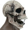 thematys Totenkopf Skull Maske mit beweglichem Kiefer – Erschreckende Horror Vollkopfmaske aus Latex, Ideal für Halloween, Kostümpartys, Cosplay, Hochwertig, Unisex