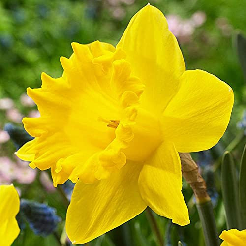 COOTO Garden Narzissenzwiebeln 5 Stücke Mehrjahrige Blumenzwiebeln Narzissen zwiebeln gelb Dutch Master
