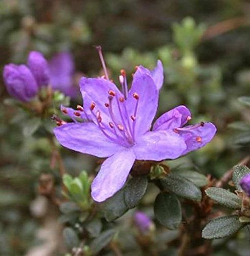 Wildform Rhododendron Blue Silver 20-25cm - Rhododendron hippophaeoides - Gartenpflanze