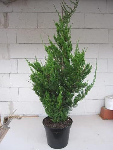 Chinesischer Wacholder Kaizuka - Juniperus chinensis - Rarität - 100-120cm
