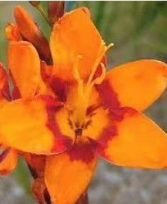 Ponak Neue 20 Stk. Reben Clematis Blumen Samen orange