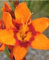 Ponak Neue 20 Stk. Reben Clematis Blumen Samen orange