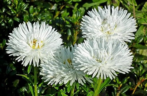 200 Graine Semence - Aster de chine BLANC - Milady White - Fleur blanche - 207