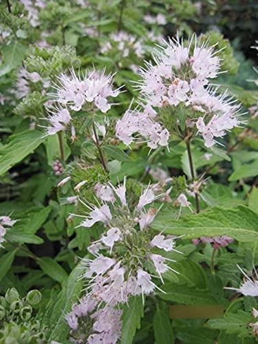 Caryopteris clandonensis Pink Perfektion - Bartblume Pink Perfektion