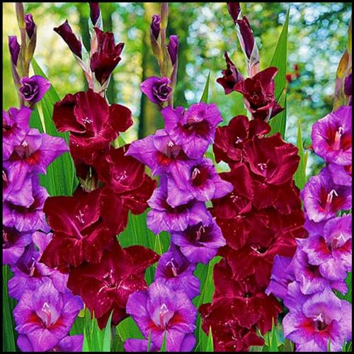 Gladiolus Bulbs Gladiolus Flower-(Gladioli Flowers,Plant Bulbs,Ornamental Flowers,Cut Flowers,Wedding Flowers)-5bulbs-a