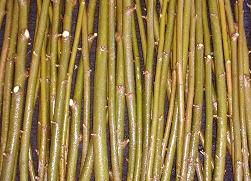Portal Cool 5 X Salix ea (Willow) Stecklinge