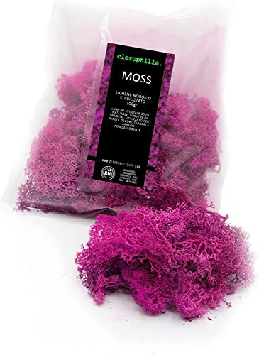 clorophilla. Moss Lichene Nordico Stabilizzato Naturale Qualità superiore - Muschio Vegetale per Quadri Modellismo Fai da te Vari Colori - 100g (fucsia)