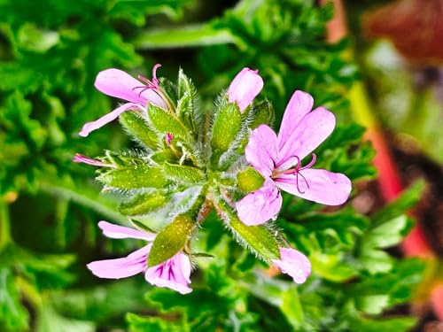 Pelargonium graveolens 'Citronella' / Géranium au parfum de citron/Conteneur de 3 à 4 litres/Vivace Odorante