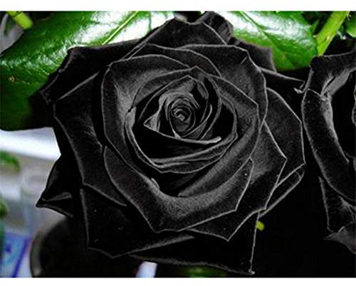 Yingxin34 Puzzle 2000 Teile Welpenrätsel, Schwarze Rose，2000 Stück Spiel Puzzles für Erwachsene Kinder, Geschicklichkeitsspiel für die Ganze Familie, Bunte 70X100cm（27.55 * 39.37inch）