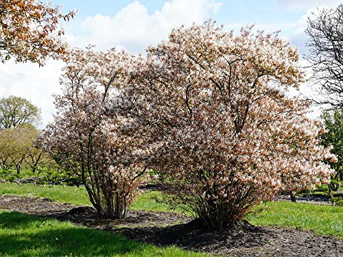 Kupfer-Felsenbirne - Weiße Blüte - Amelanchier lamarckii Containerware 100-150 cm - Garten von Ehren®