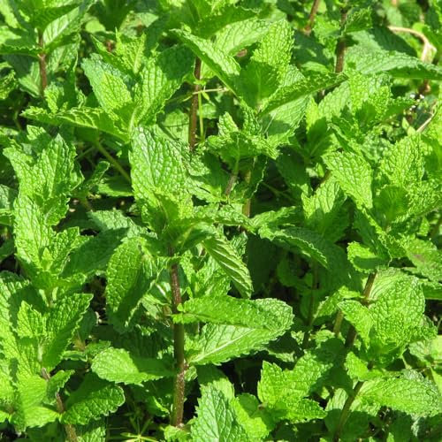 500 piezas Semillas de melisa, planta de melisa, semillas de menta. semillas plantas en macetas semillas organicas plantas de interior Las plantas de jardín son plantas perennes resistentes.