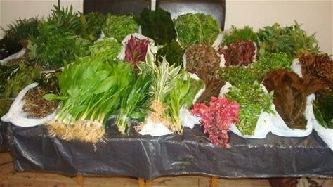 30 Live Aquarium Aquatic Tropical Freshwater Coldwater Plants for Fish Tank, Freshwater Decorative Plants Multi Pack Mixed Weighted Real Aquarium Plant Weights