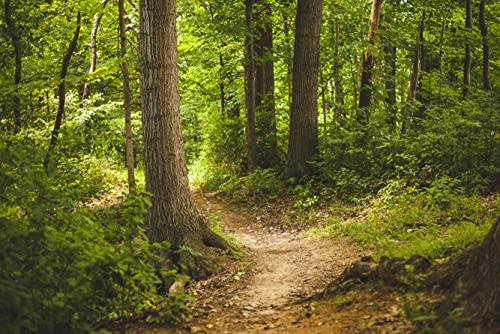 hansepuzzle 28808 - Wald-Wanderweg Puzzle 2000 Teile - Natur Motiv mit hochwertiger Aufbewahrung: Kartonbox und wiederverschließbarem Beutel - Format 90 × 60 cm