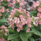 Hortensie Paniculata 'Dart'S Little Dot' - Rispenhortensie im 30-40 cm Topf mit auffälligen kleinen Blüten und kompaktem Wuchs