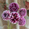 2 pcs dahlien knollen winterlinge zwiebeln winterhart mehrjährig winterhart mehrjährig dahlienknollen kaufen dahlien plantura bodendecker blumenzwiebeln blumenzwiebeln frühblüher