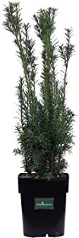 Pianta di Tasso Hicksii Pianta di Taxus Media Hicksii pianta da esterno pianta ornamentale di Tasso pianta conifera pianta vera di Taxus venduta da eGarden.store (Vaso 19 cm)