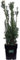 Pianta di Tasso Hicksii Pianta di Taxus Media Hicksii pianta da esterno pianta ornamentale di Tasso pianta conifera pianta vera di Taxus venduta da eGarden.store (Vaso 19 cm)