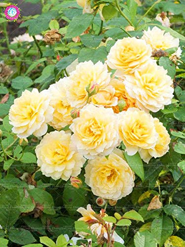 Generische frische 100pcs Double Petal Englisch Rose Blumensamen zum Pflanzen hellgelb