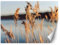 Feeby Fototapete XXL Gras Schilf Natur 100x70 cm Beige Vliestapete Moderne Design Wandtapete Küche Flur Wohnzimmer Büro Badezimmer Kinderzimmer Nahaufnahme Makro