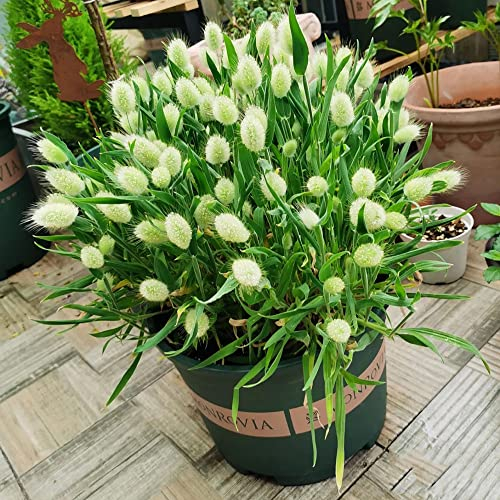 hasenschwanzgras pflanze samen - ziergras winterhart mehrjährig - Hasenschwanz Lagurus ovatus - balkonpflanzen winterhart fensterbank deko innen balkon pflanze 550 Stück