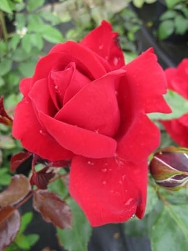 Strauchrose Ulmer Münster® - Rosa Ulmer Münster® - Kordes-Rose