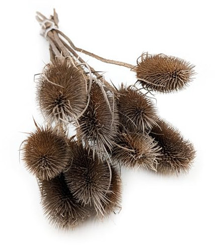 Enchanted Trockenblumen Dekogras Distel Getrocknetes Gras Ziergras Natürlich Deko Braun