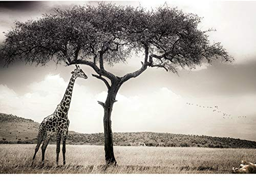 Fototapete mit Tier Motiv in Schwarz Weiß | Vlies Fototapete mit Giraffe und Baum in Afrika Landschaft | Safari Tapete in 3D Optik für Wohnzimmer