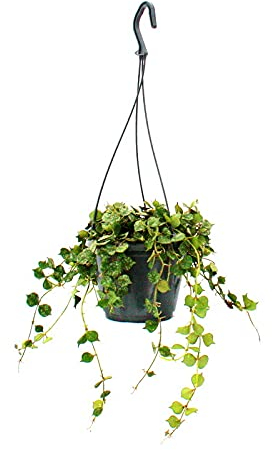 exotenherz - Zimmerpflanze zum Hängen - Hoya curtisii - Wachsblume 14cm Ampel