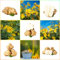 20 pcs topinambur saatknollen zum pflanzen Zwiebeln, topinambur - knollen, gartenpflanzen winterhart mehrjährig, winterharte kübelpflanzen topinambur kaufen - Helianthus tuberosus