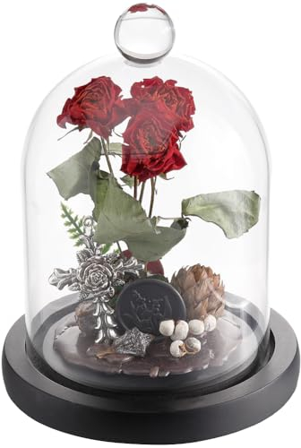 SUNNYCLUE Cloche à Dôme en Verre Cloche en Verre de 105x160 mm avec Base en Bois Noir Couvercle en Verre Transparent Dôme D'Affichage Cloche Cloche Bocal Décoratif pour Mariage, Maison, Plantes, Fête