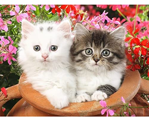 5D Diamond Painting Erwachsene DIY 5D Diamant Painting Kinder Diamanten Malen nach Zahlen weiß Katze und bunte Katze Tempel Kristall Stickerei Kreuzstich Kunst Handwerk Leinwand Wanddeko 30x40cm