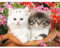 5D Diamond Painting Erwachsene DIY 5D Diamant Painting Kinder Diamanten Malen nach Zahlen weiß Katze und bunte Katze Tempel Kristall Stickerei Kreuzstich Kunst Handwerk Leinwand Wanddeko 30x40cm